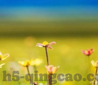 成人国产精品免费视频-成人内容与网络伦理，理性探讨的边界